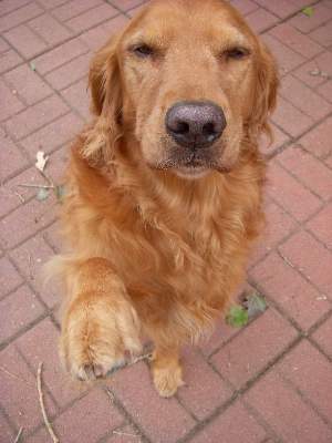 This is my favourite 4-legged nephew, Austin.