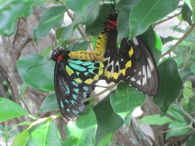 These are butterflies in Florida