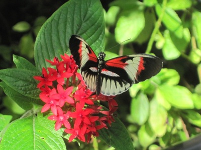This is a butterfly from Florida