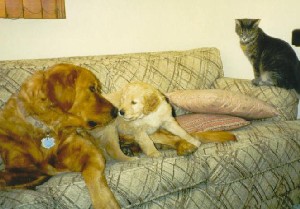 Moses, Sheba and Emmy.