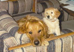 Moses and Sheba as puppies.