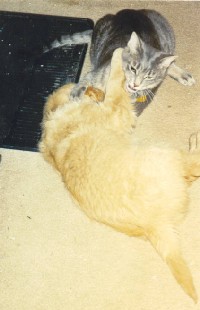 Sheba and Emmy the cat.