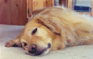 Sheba. Life is Good!