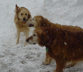 Tigger, Sheba and Moses.