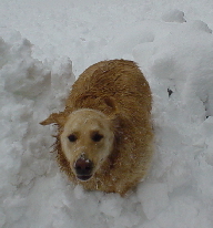 Tigger bouncing in the snow.