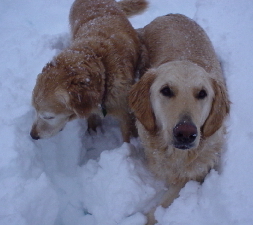 Tigger and Sheba enjoying the snow.