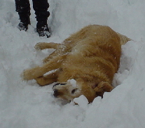 Sheba - backrub in the snow.