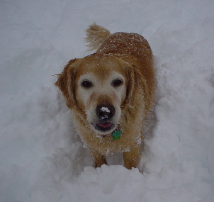 Sheba in snow heaven.
