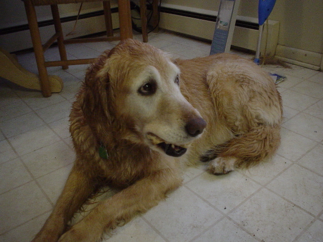 A wet Sheba