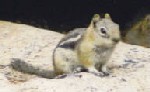 Chipmunk, Seven Falls, Colorado, 2002.