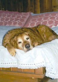 Moses on our bed!