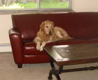 Tigger supervising from the couch.