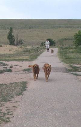 Running dogs.