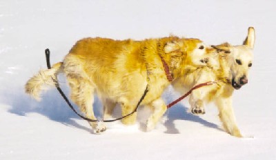 Sheba and Tigger playing in the snow.