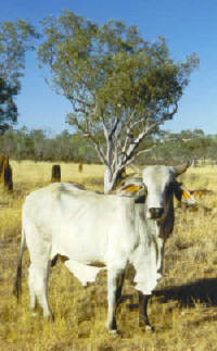 Brahman Cattle.  'What are you looking at?  Need a push, eh?'