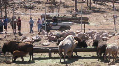 Bison i Royal Gorge