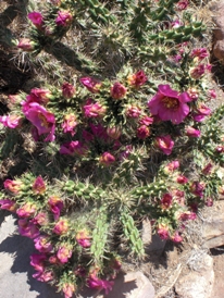 Cactus i Royal Gorge- juli