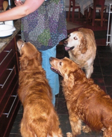 Dogs getting dinner