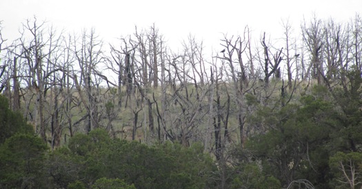 Mesa Verde brannskada tre