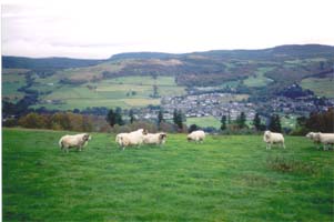 Rams grazing at Glassie farm - view over Aberfeldy.