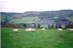 Rams grazing at Glassie farm - view over Aberfeldy.
