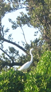 Bird in The Florida Keys.