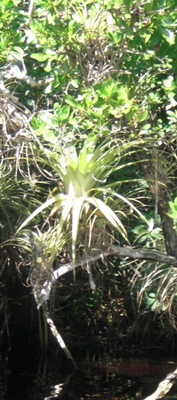 Air plant on a mangrove tree