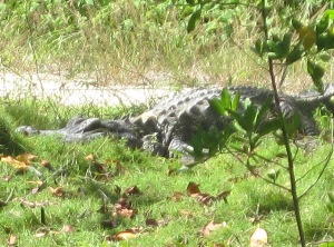 An alligator