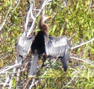 An anhinga