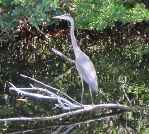 A blue heron