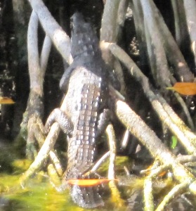 A crocodile