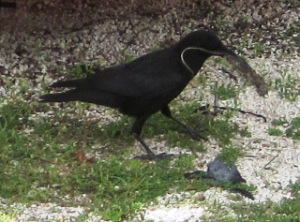 A crow eating a mouse