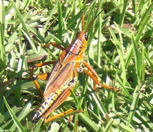 A grasshopper