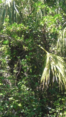 Heart of Palm - or swamp cabbage