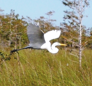 Heron in flight