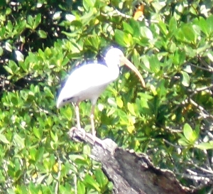 An ibis