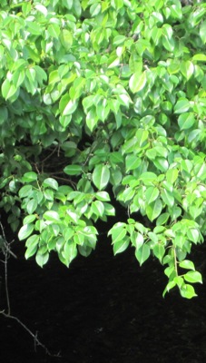 Manchineel tree