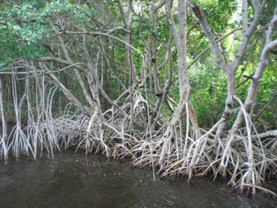 Mangrove trees