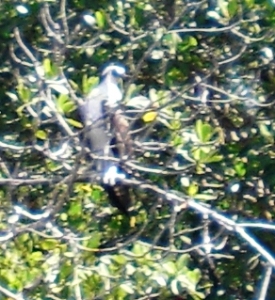 An osprey