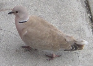 A pigeon