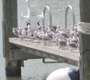 Seagulls lounging on the jetty