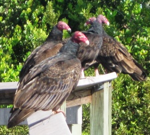 Vultures in the Everglades