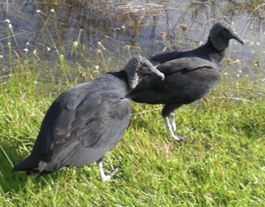 Vultures in the Everglades