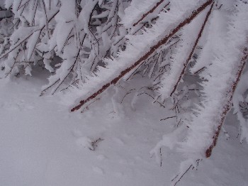 Ice and snow covering the trees.