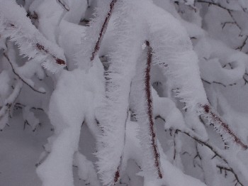 Ice and snow covering the trees.