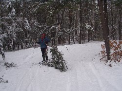 Rob skis around a branch that has dropped in the middle of the track - and frozen to the ground!!