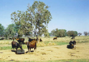 Part of the Kimberley Milk workforce munching lunch.