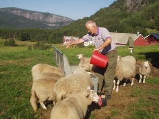Olav feeding the lambs.