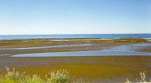 The Indian Ocean as seen from Onslow - Oh nice!  Hild said she could see Barrow Island.  We know she's weird, but this?...