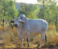 Oscar the friendly Brahman - resident at El Questro stalking tourists!